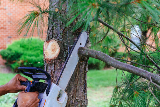 How Our Tree Care Process Works  in Allen, TX